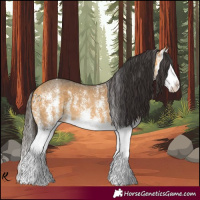 Horse Color:White Spotted Buckskin Splash 