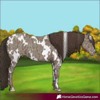 Horse Color:White Spotted Classic Champagne Ice 