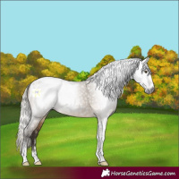 Horse Color:Gray Silver Buckskin Dun Tobiano Rabicano 