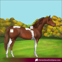 Horse Color:Chestnut Tobiano Rabicano