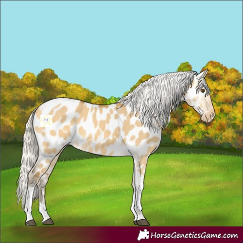 Horse Color:Silver Buckskin Dun Tobiano Near Leopard