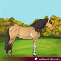 Horse Color:Buckskin Dun Tobiano Rabicano 