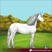 Horse Color:Palomino Tobiano Near Leopard Rabicano 