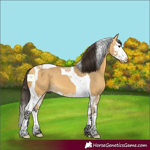Horse Color:Buckskin Dun Splash Tobiano