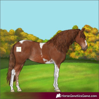Horse Color:Chestnut Tobiano Rabicano
