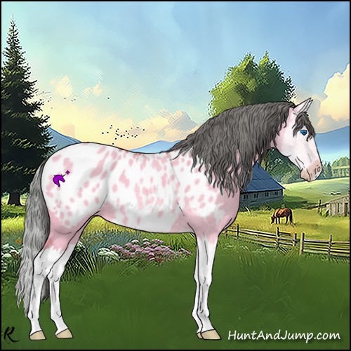 Horse Color:Watercolor Bay Dun Sabino Splash Appaloosa