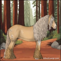 Horse Color:White Spotted Palomino 