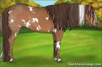 Horse Color:White Spotted Liver Chestnut 