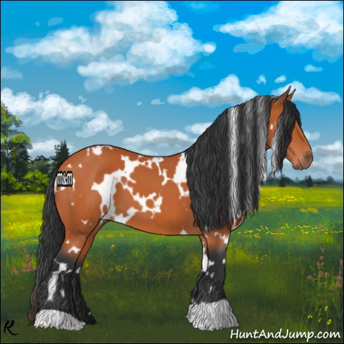 Horse Color:White Spotted Bay 