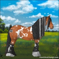 Horse Color:White Spotted Bay 