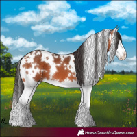 Horse Color:White Spotted Brown Splash 