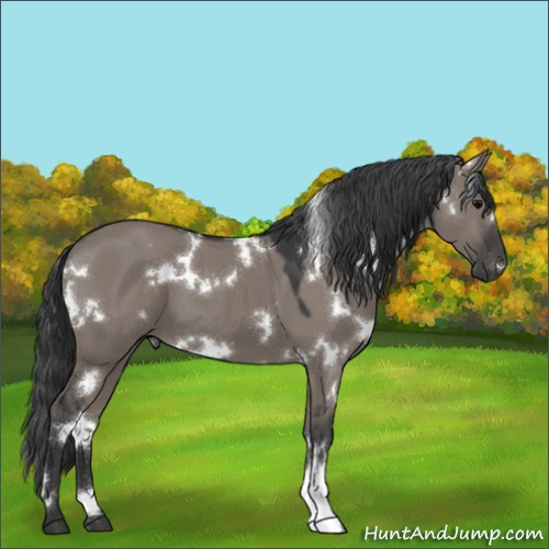 Horse Color:White Spotted Grullo