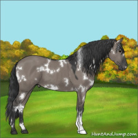 Horse Color:White Spotted Grullo 