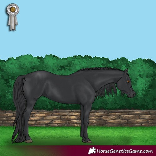 Horse Color:Black 