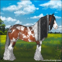 Horse Color:White Spotted Bay Splash Rabicano