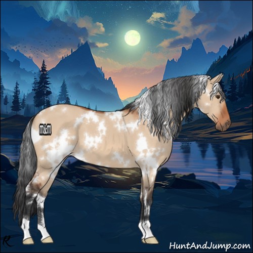 Horse Color:White Spotted Bay Dun
