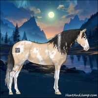 Horse Color:White Spotted Bay Dun Splash Rabicano 