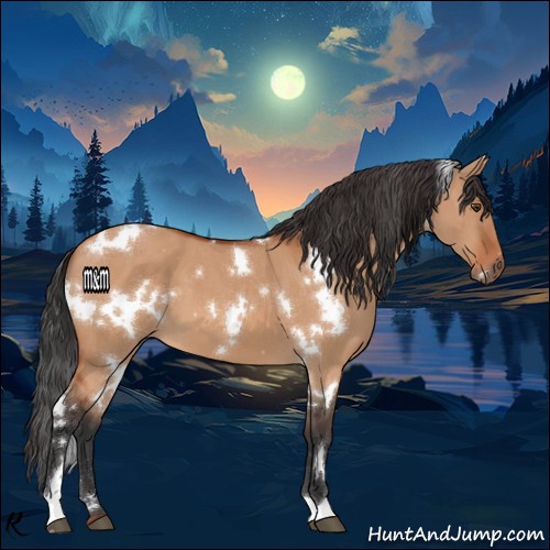 Horse Color:White Spotted Brown Dun
