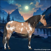 Horse Color:White Spotted Brown Dun 