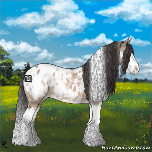Horse Color:White Spotted Bay Dun Splash Appaloosa 
