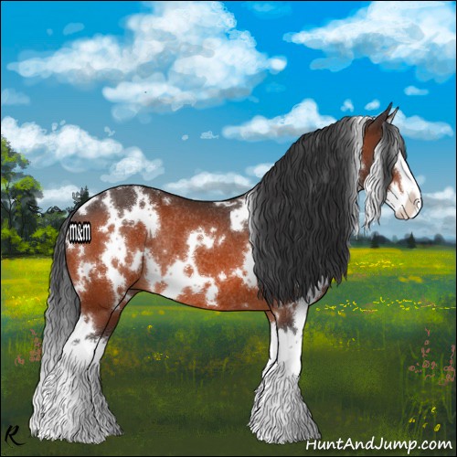 Horse Color:White Spotted Bay Splash Rabicano