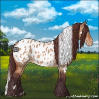Horse Color:White Spotted Chocolate Bay Dun Near Leopard 
