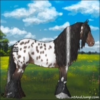 Horse Color:White Spotted Brown Dun Blanket 