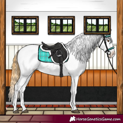 Horse Color:Buckskin Dun Appaloosa 