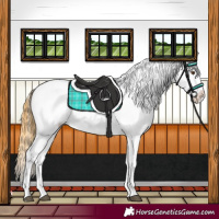 Horse Color:Buckskin Dun Blanket 