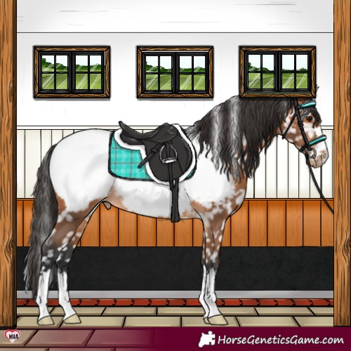 Horse Color:Bay Appaloosa 