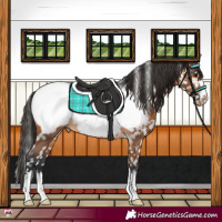 Horse Color:Bay Appaloosa 