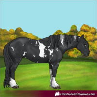Horse Color:White Spotted Black Tobiano 