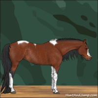Horse Color:Brown Tobiano Rabicano