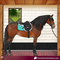 Horse Color:Bay Rabicano 