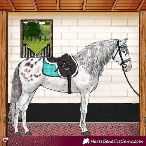 Horse Color:Bay Blanket Rabicano