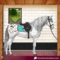 Horse Color:Bay Appaloosa Rabicano
