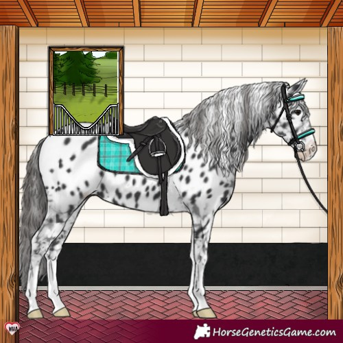 Horse Color:Black Appaloosa