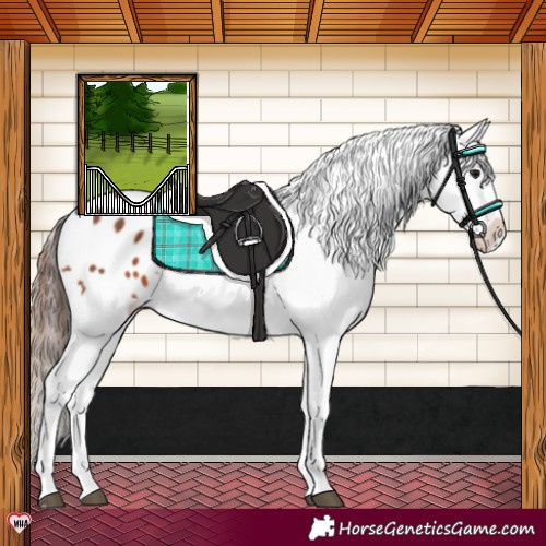 Horse Color:Bay Blanket Rabicano