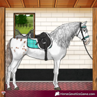 Horse Color:Bay Appaloosa Rabicano 