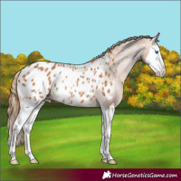 Horse Color:Chestnut Splash Appaloosa Rabicano 