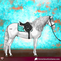 Horse Color:Silver Grullo Appaloosa 