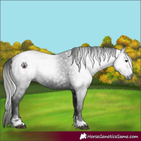 Horse Color:Gray Black Appaloosa 