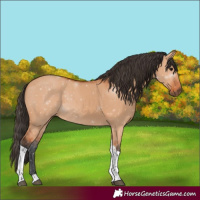 Horse Color:Bay Dun Tobiano Rabicano 