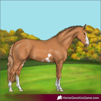 Horse Color:Chestnut 