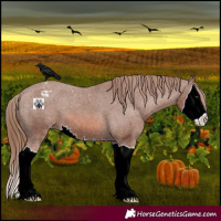 Horse Color:Chestnut Splash Appaloosa 