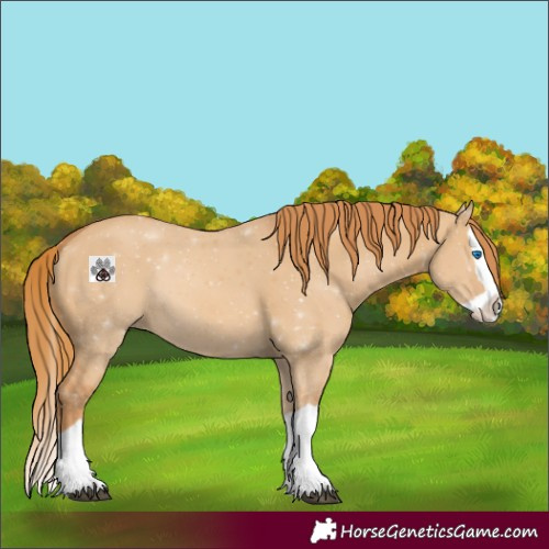 Horse Color:Red Dun Splash 