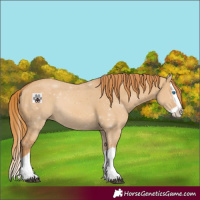 Horse Color:Red Dun Splash