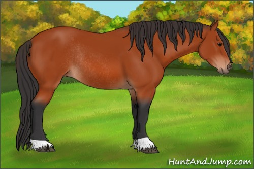 Horse Color:Bay Rabicano 
