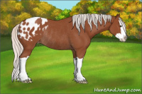 Horse Color:Silver Bay Splash Appaloosa Rabicano 