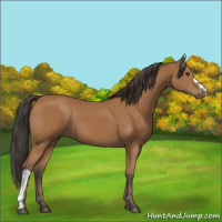 Horse Color:Bay 